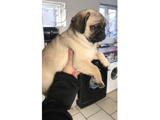 Puppies Cute Pug